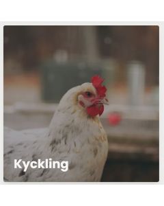 Vårkyckling 1-pack