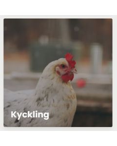 Vårkyckling 2-pack