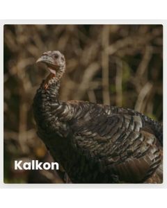 Kalkonbröst i bit